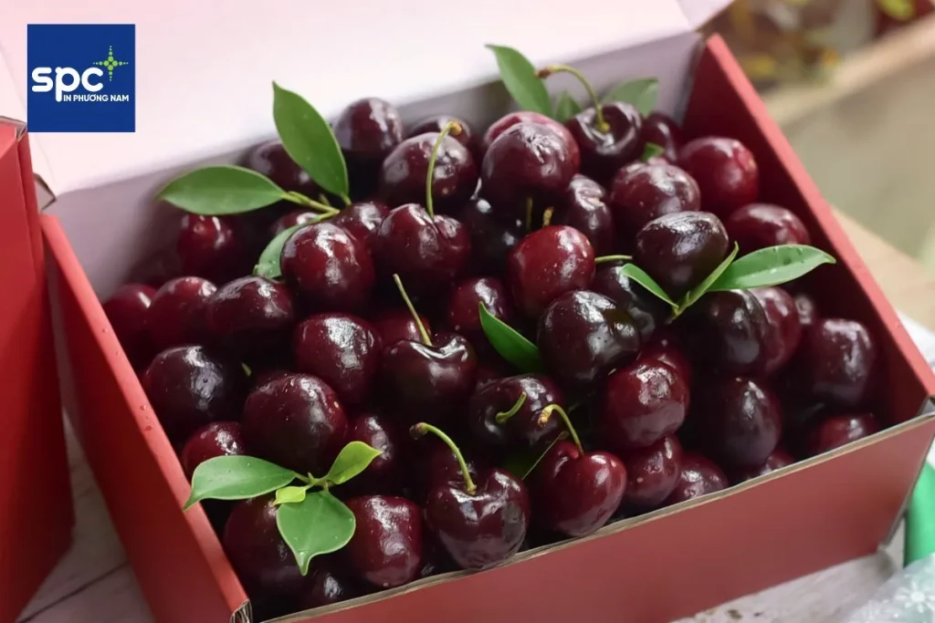 Hộp giấy đựng cherry định hình theo logo riêng Hộp giấy đựng cherry định hình theo logo riêng