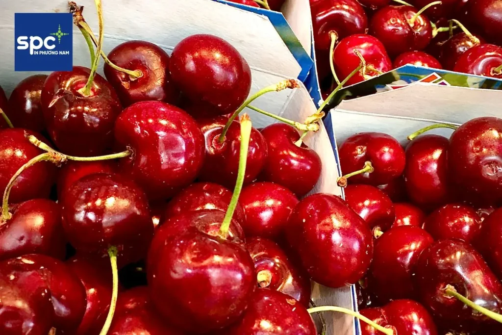 Hộp giấy đựng cherry nắp rời sang trọng Hộp giấy đựng cherry nắp rời sang trọng